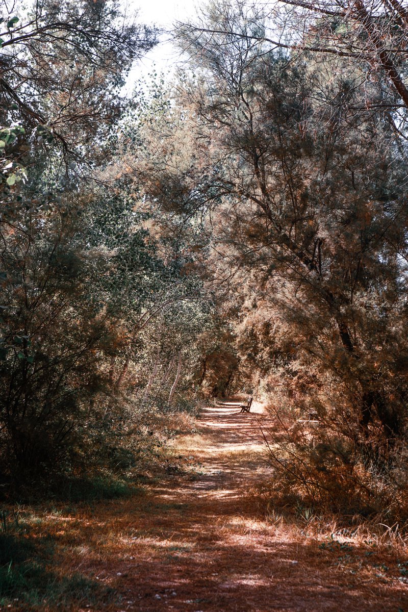 Impressionistic Landscape Photograph By Viet Ha Tran, 28 X 41", Lonely Road, Original Artwork