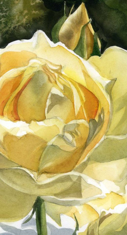 yellow rose by Alfred  Ng