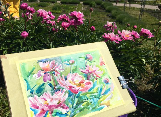 Paeonia lactiflora watercolor painting. Pink peonies in the garden.