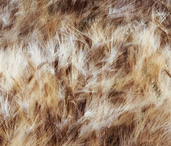 Dancing grains (studio 9)