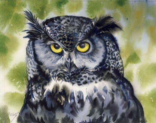 Grey owl by Alfred  Ng