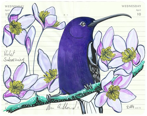 Birds of South America: Violet Sabrewing Humingbird by Fran Giffard