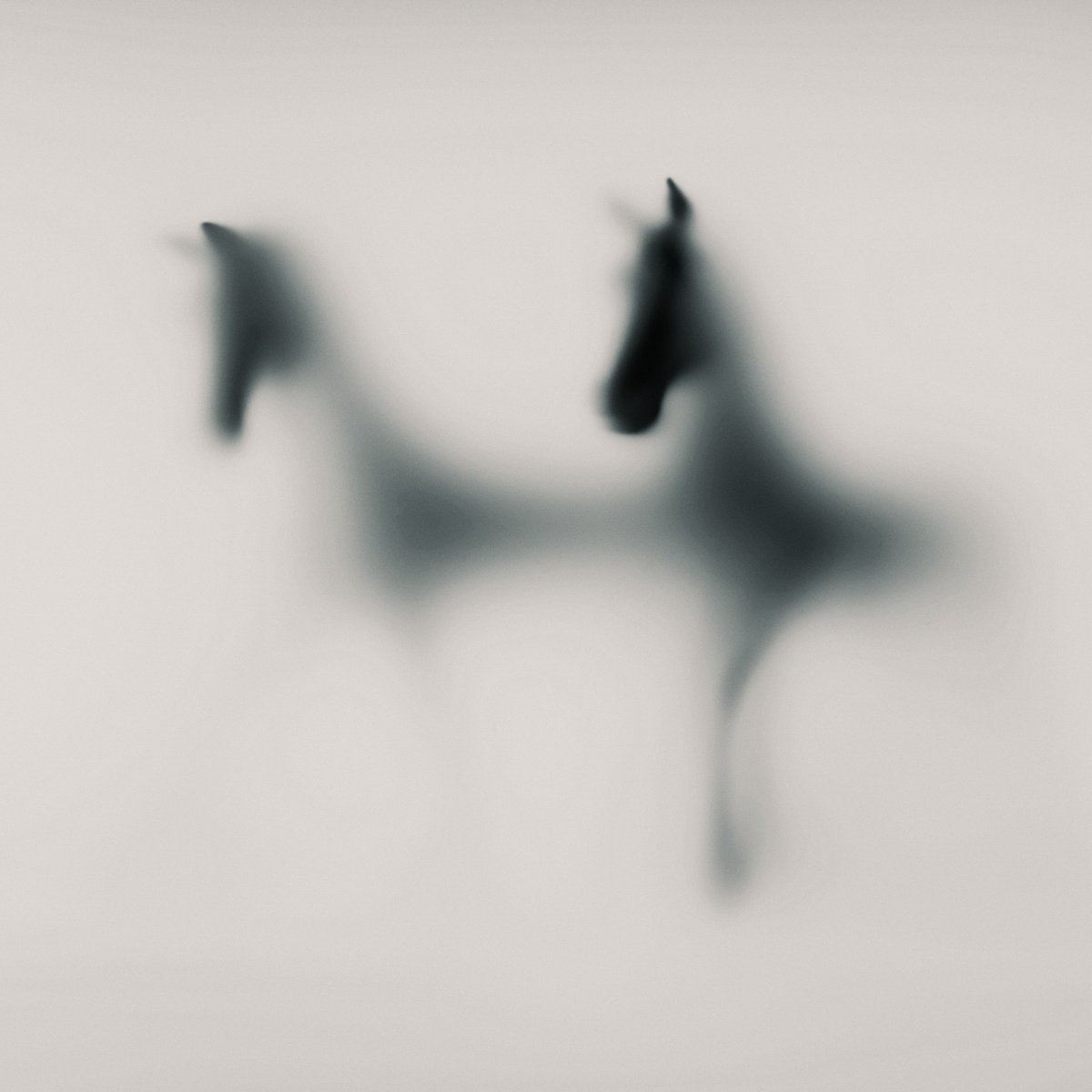 Abstract Animal Photograph By Sven Pfrommer, 39 X 39", Wild Lens - Horses Xvi, Original Artwork