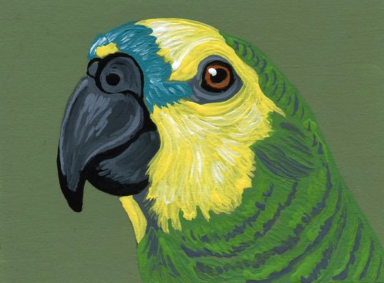 ACEO ATC Original Miniature Painting Blue Head Amazon Parrot Pet Bird Art-Carla Smale