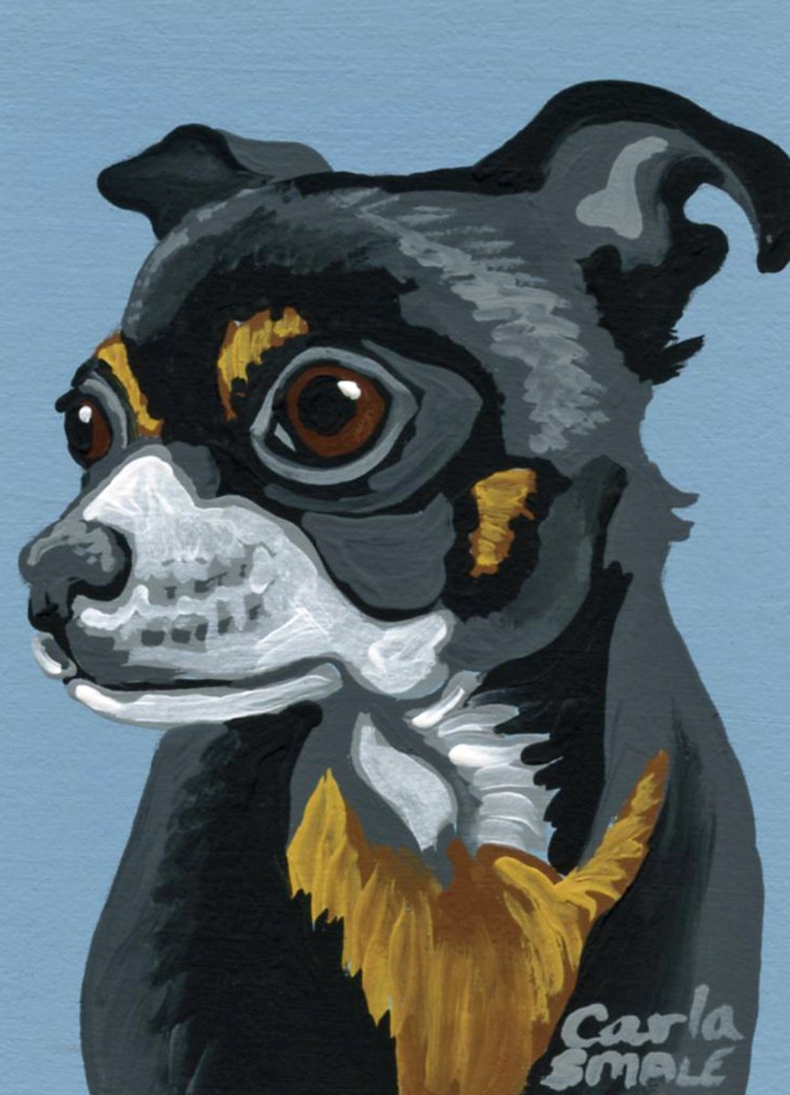 Chihuahua by Carla Smale