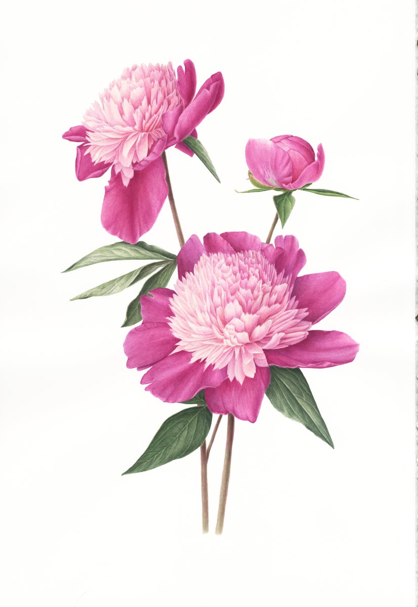 Peonies Lactiflora Bowl of Beauty by Alona Hrinchuk