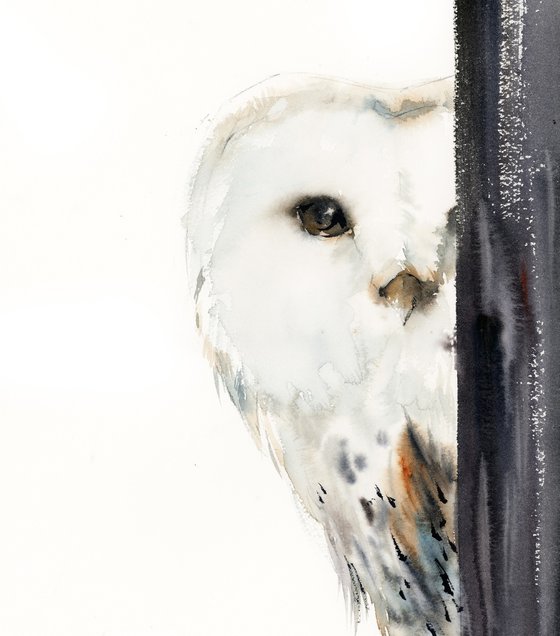 The Look - White Barn Owl