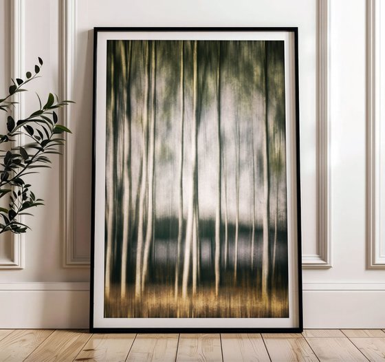 In the birch stillness