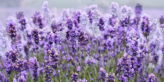 Lavender field Panorama