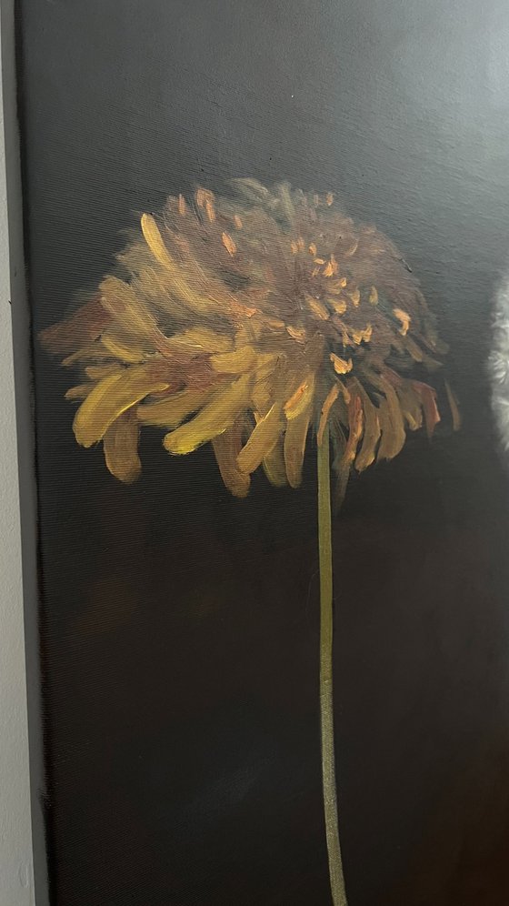 Dandelions