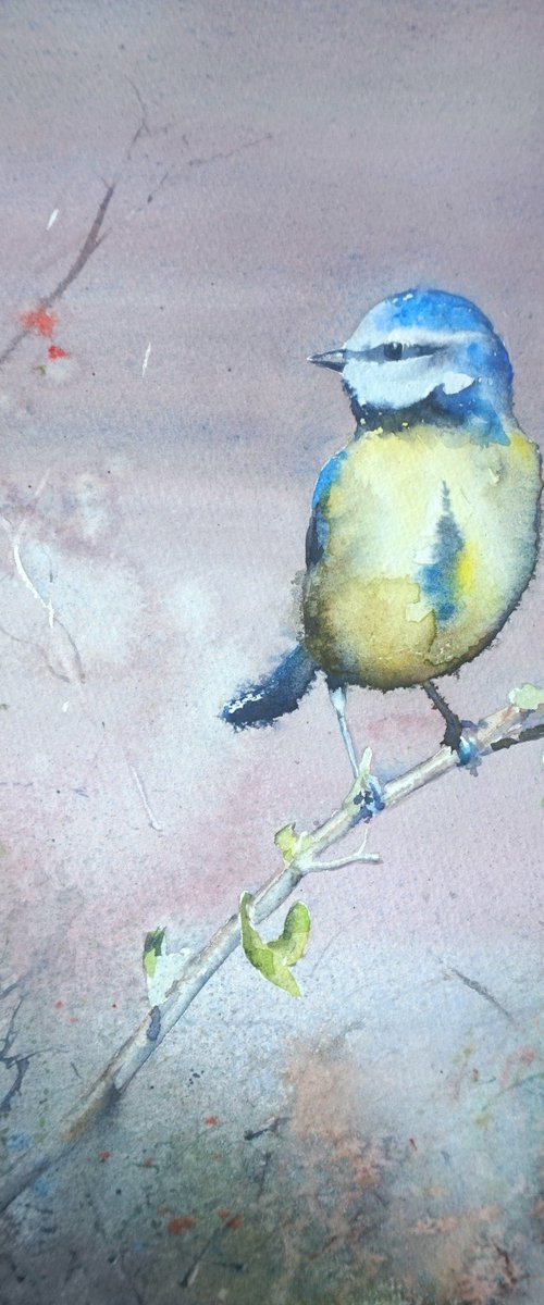 autumn blue tit by andrew hodgson