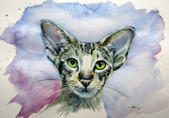 Siamese oriental cat