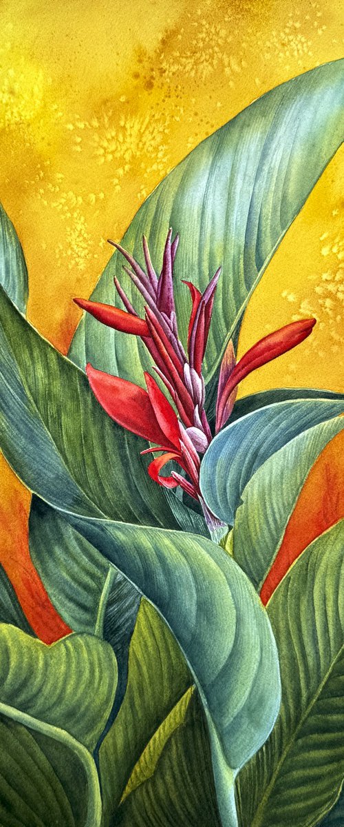 Canna  Firebird by Yuliia Prokopchuk
