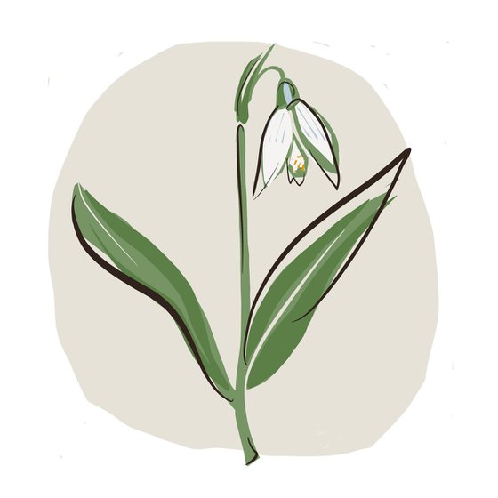 A SPRING SNOWDROP