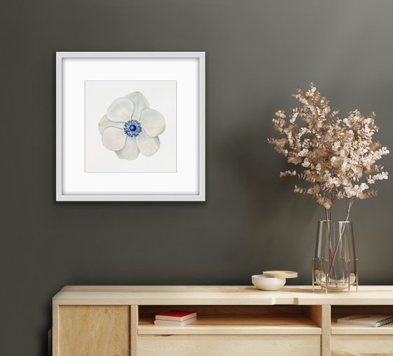 Anemone. Original watercolor artwork