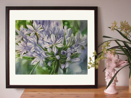 The scents of African lily