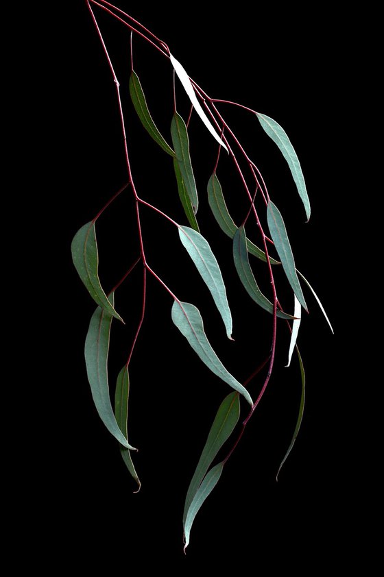 Silver Princess Leaves