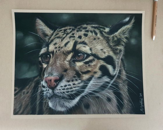 Endangered beauty - pastel portrait of a clouded leopard