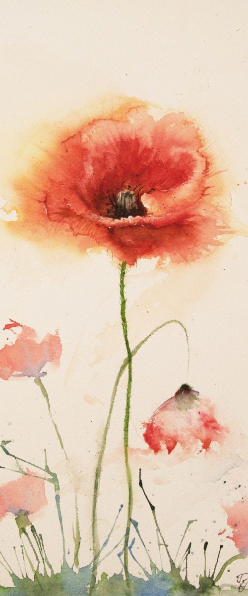 Poppies by Tomasz Mikutel