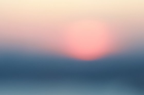 Pale Sun Rose
