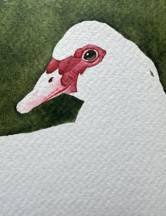 White duck