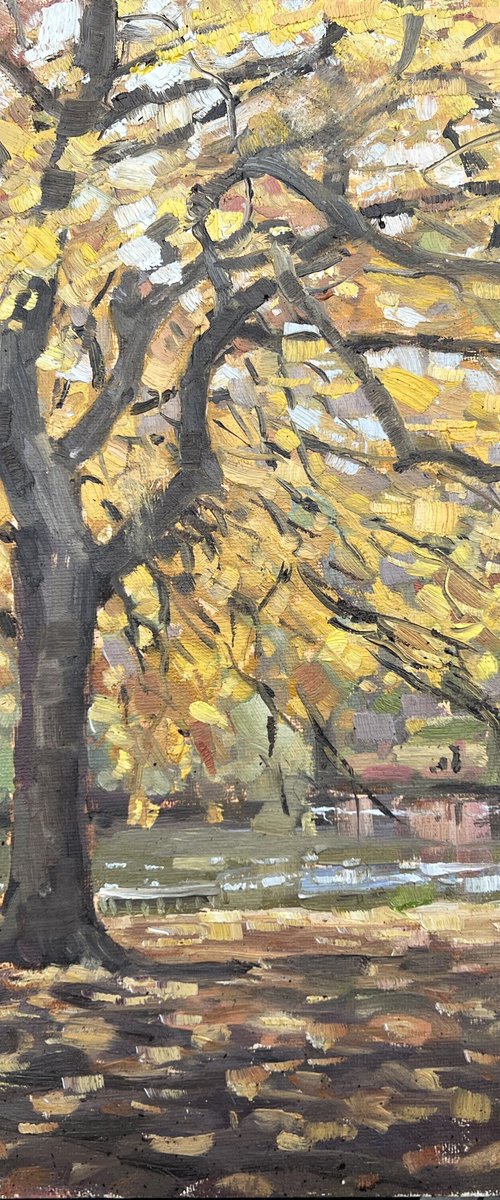 Autumn trees in St James' Park by Louise Gillard