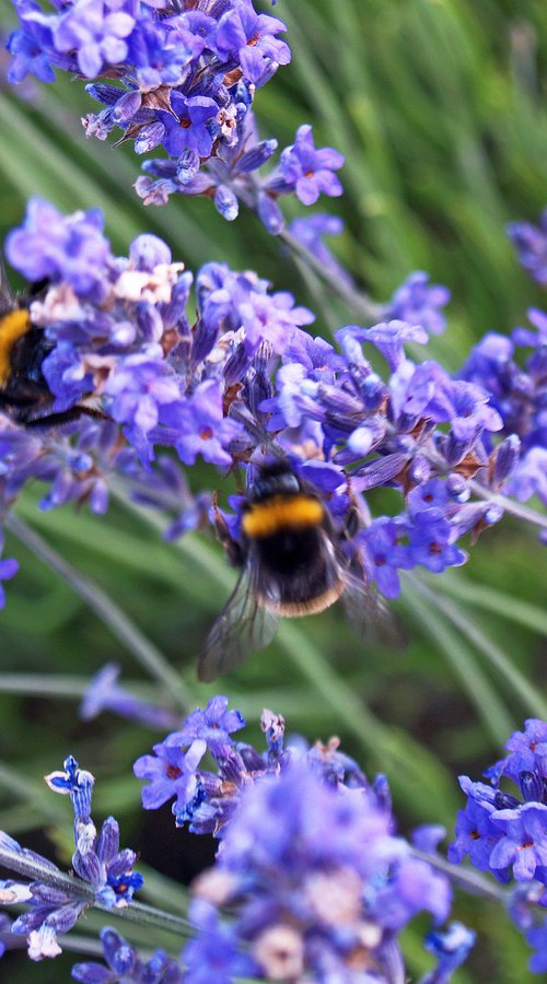 Lavender Bees by Alex Cassels