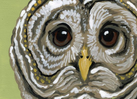 ACEO ATC Original Miniature Painting Barred Owl Wildlife Bird Art-Carla Smale