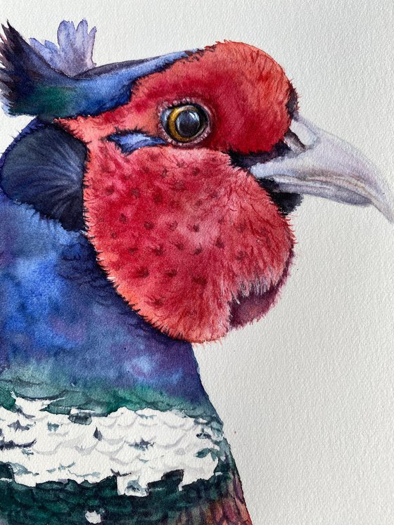 Portrait of crested pheasant