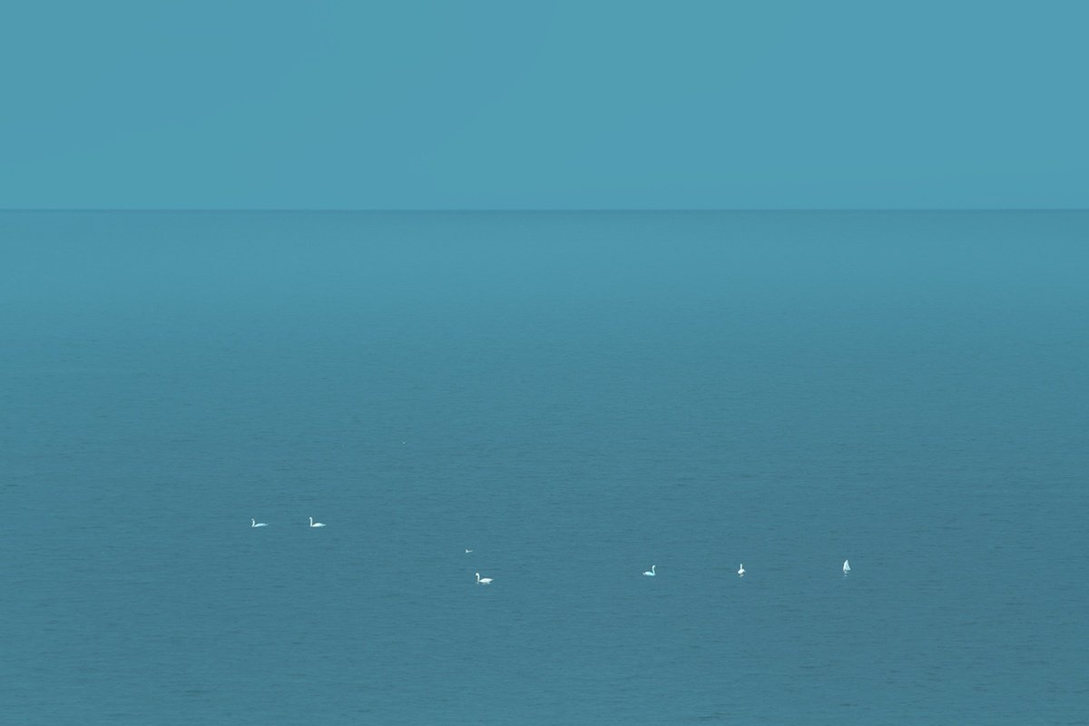 Impressionistic Landscape Photograph By Jan Walczewski, 24 X 16, Lonely Swans, Original Artwork