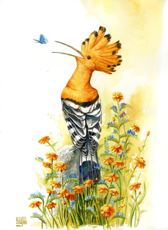 Hoopoe