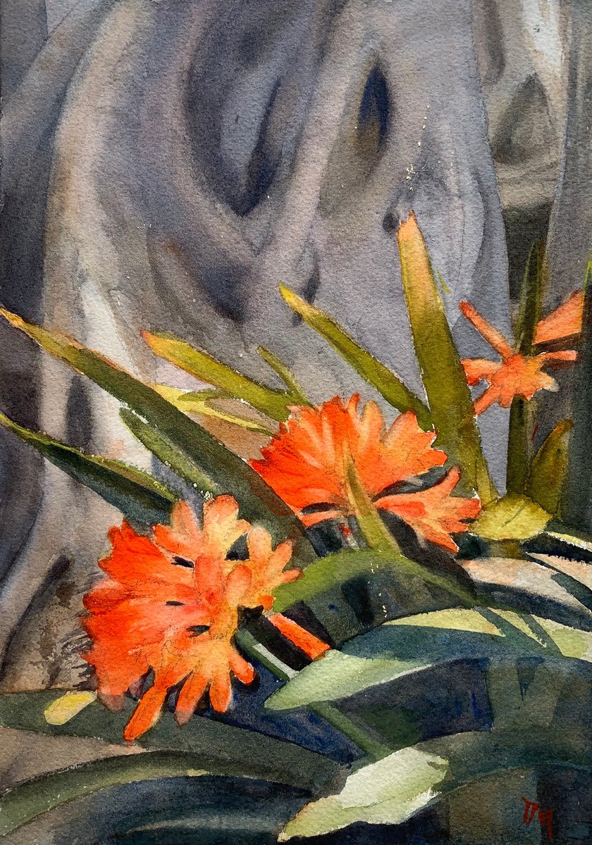 Clivia under the giant by Shelly Du