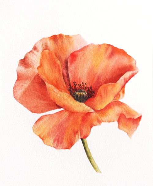 Red poppy flower, small watercolor painting by Olga Grigo