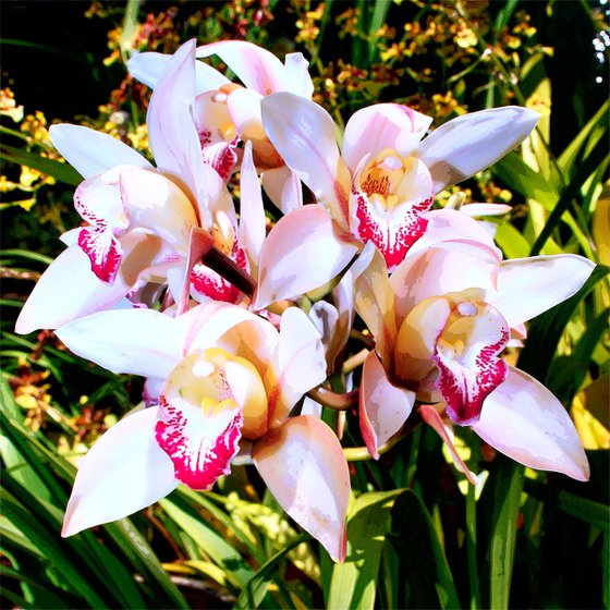 PINK SPIRIT ORCHIDS Landers CA