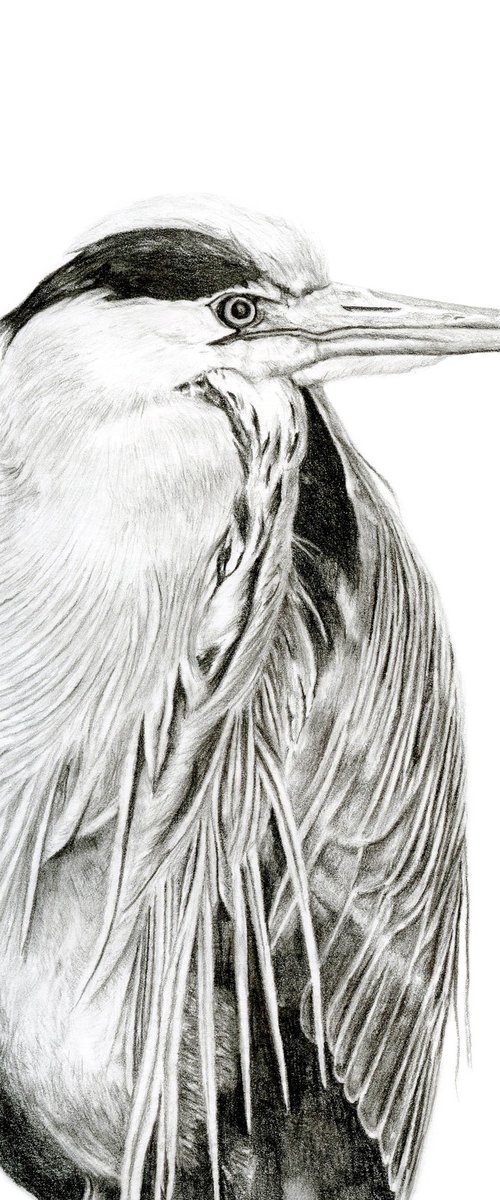 Richmond Riverside Heron by Susannah Weiland