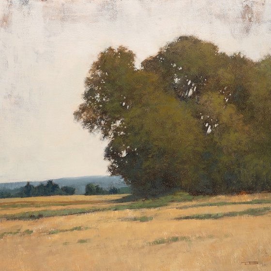 Summer Oak Trees 240810