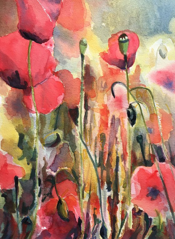Watercolour Poppy Fields