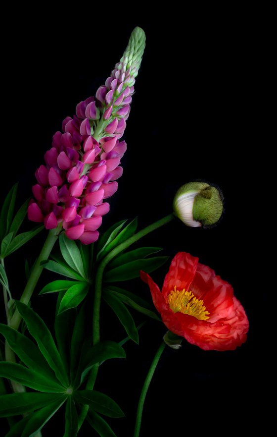 Composition with Lupin