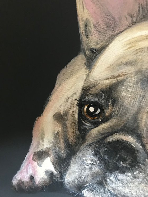 French Bulldog on grey