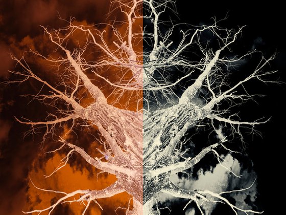 Bleached Tree Symmetry