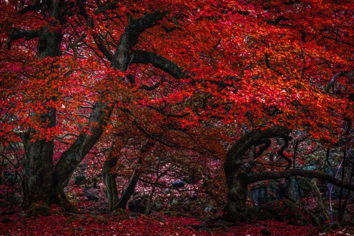 The Red Forest - Limited Edition Print by Ben Robson Hull