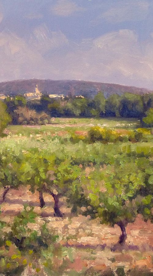 Vineyards near Roussillon by Pascal Giroud