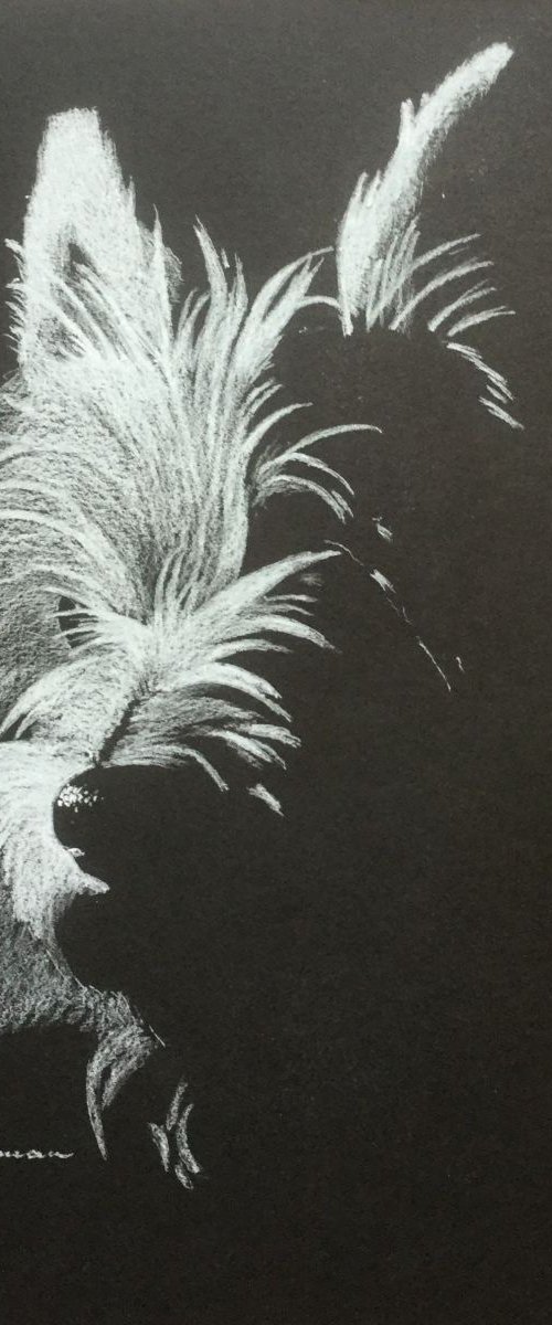 Westie by Tina Hickman