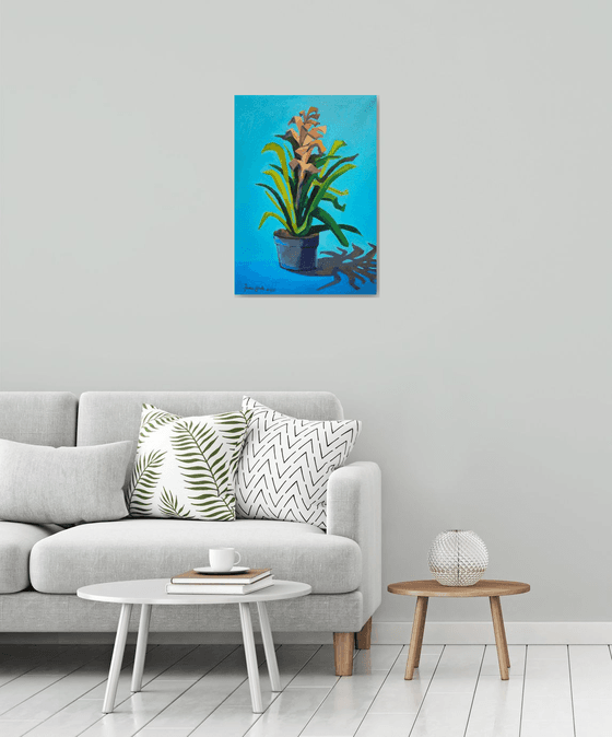 Bromeliad Plant