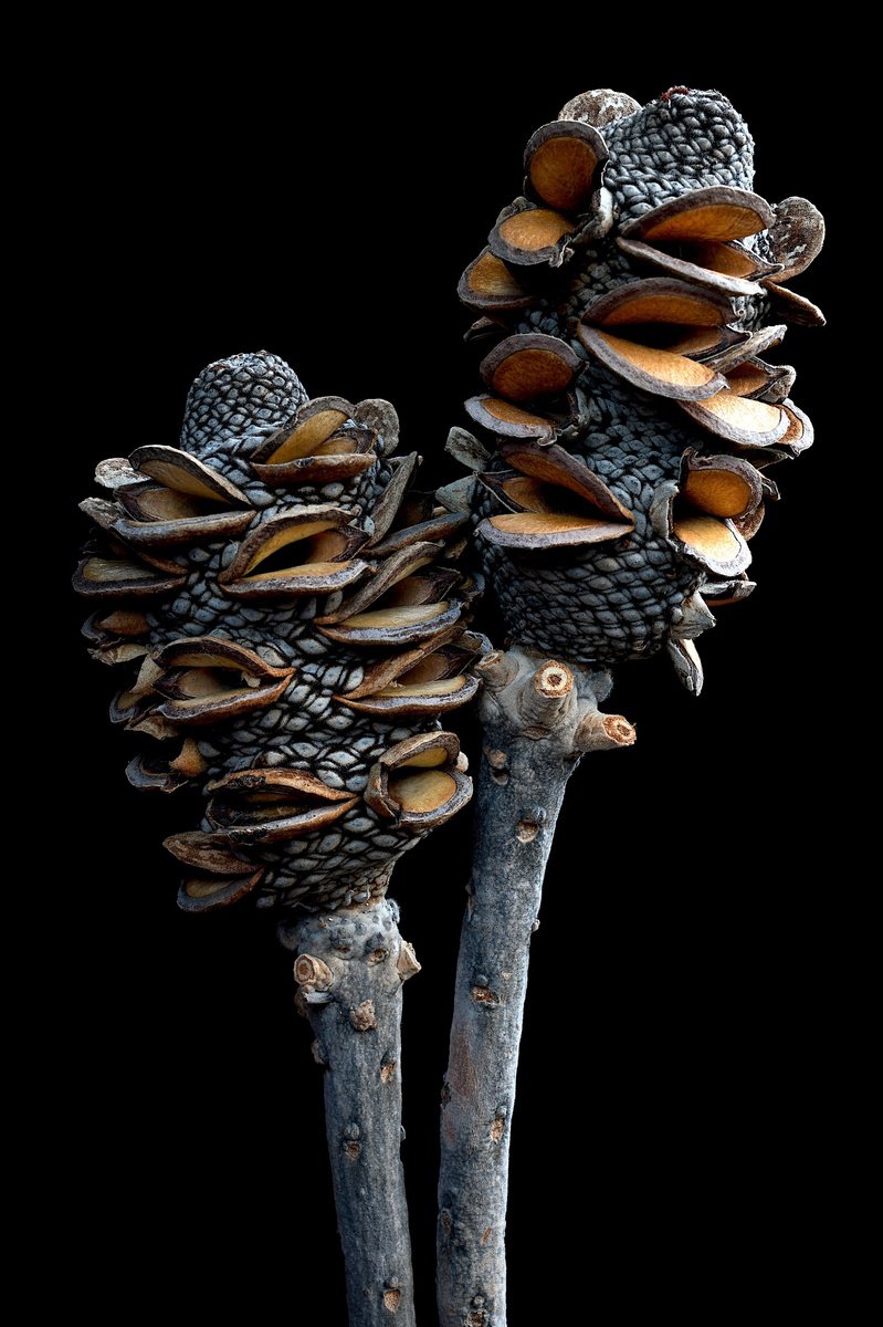 Still Life Photograph By Nadia Culph, 24 X 35", Banksia Pods, Original Artwork