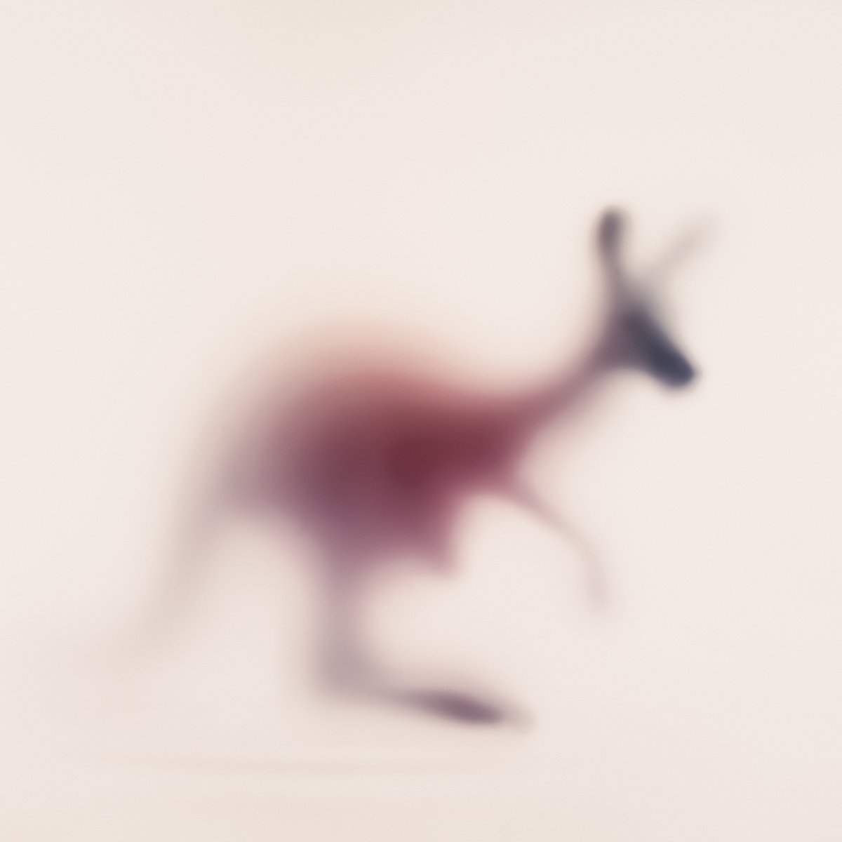 Abstract Animal Photograph By Sven Pfrommer, 39 X 39", Wild Lens - Kangaroo, Original Artwork