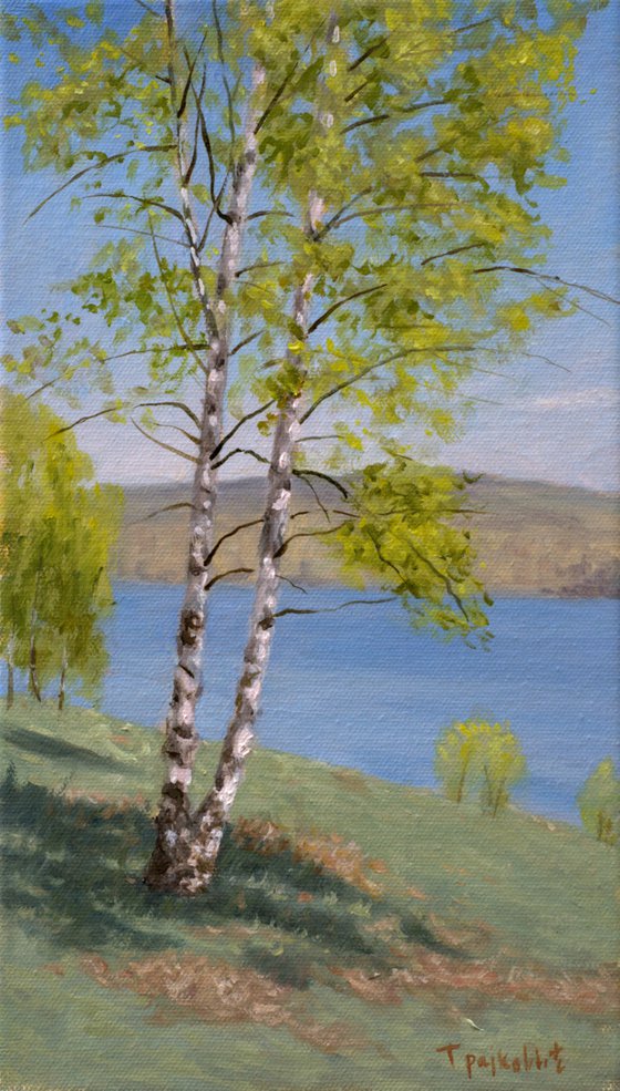 Birches in May