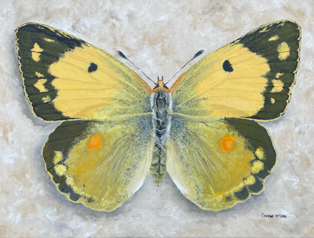 Clouded Yellow by Shayne McGirr