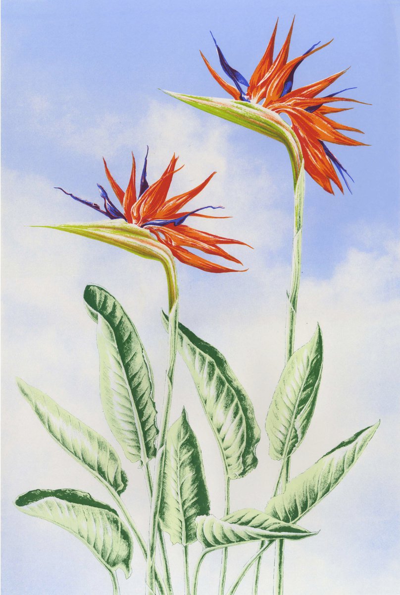 Illustrative Botanical Screenprint By Louise Boulton, 18 X 25", Strelitzia Reginae, Original Artwork