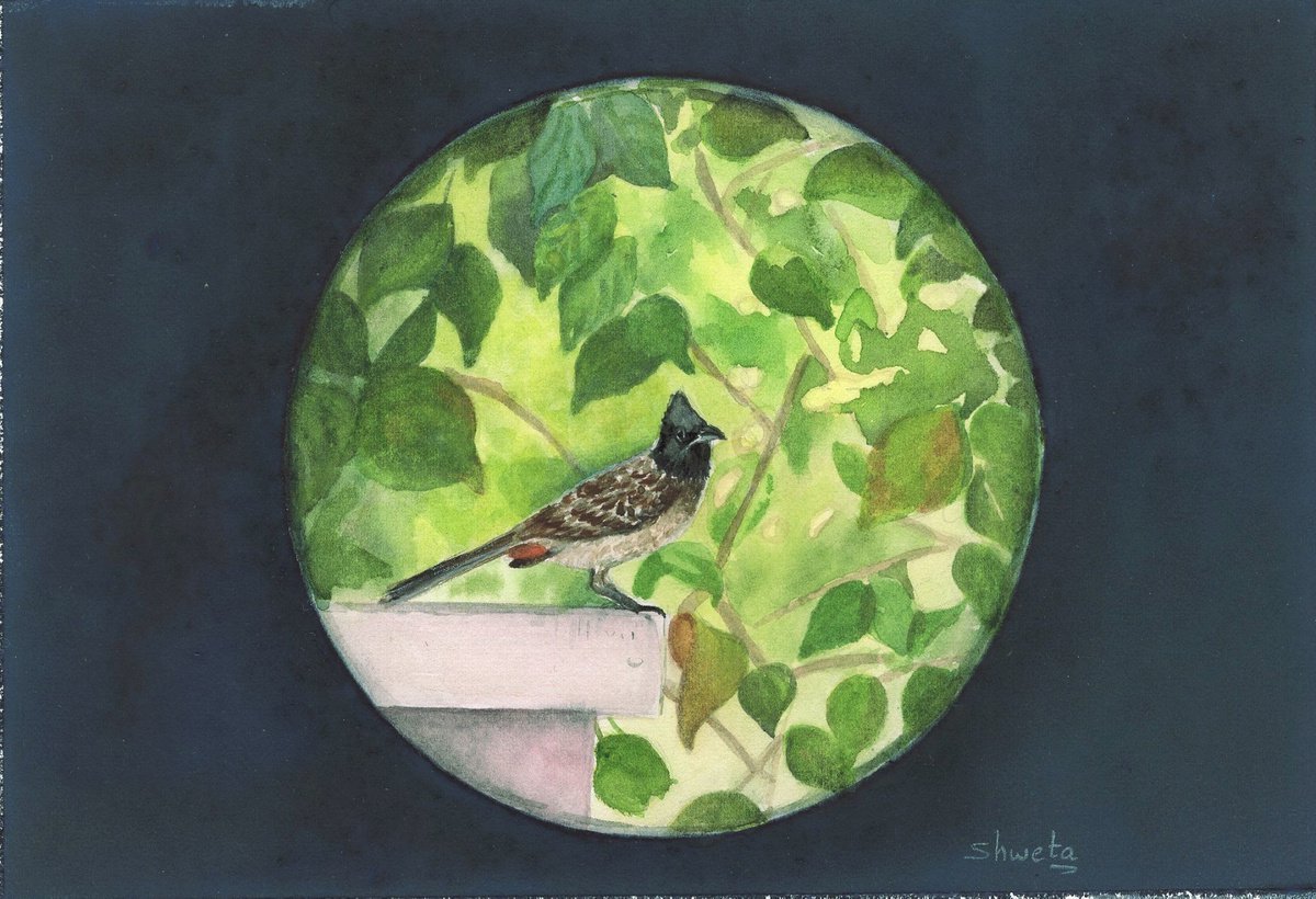Indian Bulbul Bird Watercolor Painting by Shweta Mahajan